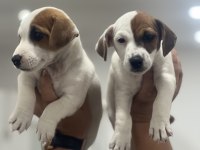 Jack Russel Terrier yavrular
