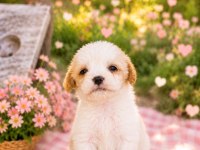 Cavalier King Charles Yavrumuz