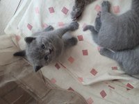 Scottish fold british shorthair yavrular