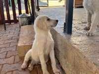 Orjinal Akbaş