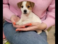 Jack russell bebek köpekler
