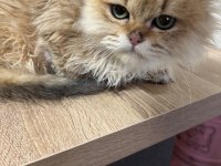 British longhair golden