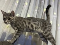 Kaliteli sağlıklı bengal kedisi yavrular