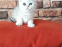 Scottish Fold Dişi Yavru