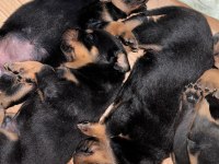 Koca Kafa Rottweiler Yavruları