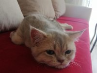 6-12 aylık british shorthair