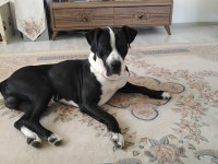 Cane corso eş aranıyor