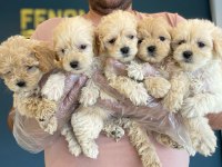 Gerçek Maltipoo Yavrular Ankara Mağazamızda Görün