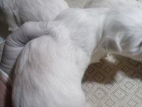 20 günlük kartopu bebek köpekler