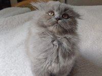 Anne altından british longhair bebekler
