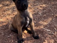 Belçika malinois köpeği