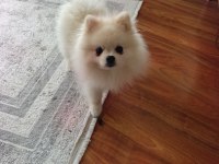Erkek Pomeranian 10 Aylık