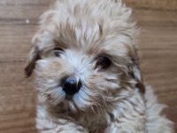 F2 Duble Dizayn Baby Maltipoo