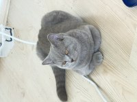 8 Aylık British Shorthair