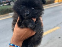 Pomeranian bebeklerim uygun