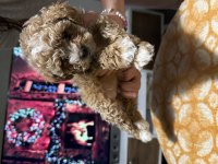 Egzotik Çift Renk Toy Poodle