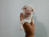 Pug Mops Minikler