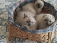 British shorthair yavru kediler