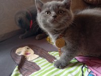 Scottish fold aşkı