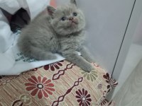 Ayi Surat Lilac British Shorthair Yavrular