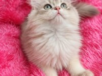 British Longhair Golden Prens
