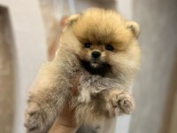 Teacup pomeranian boo