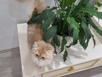 British longhair cy11 dişi