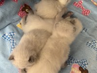 British shorthair blue point