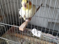 Sultan papağanı çift