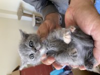 Orijinal Scottish Fold Yavruları
