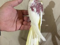 39 Günlük Sultan Papağanı Kusursuz Lutino Bebek