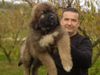 Kafkas çoban köpeği yavrumuz