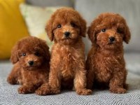 Kıpkırmızı maltipoo bebekler yeni evine gitmeye hazır