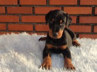 Irkının üst düzey temsilcileri bizde doberman