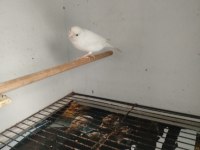 Dişi ve erkek kanaryalar