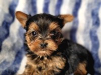 Irk Ve Sağlık Garantili Yorkshire Terrier