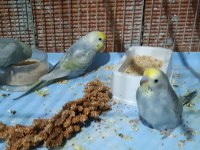 Üreticiden Yavru muhabbet kuşu bebişler rainbow