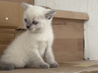 3 dişi 1 erkek british shorthair
