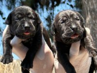 Cane corso köpekler