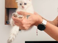 Top kafa maviş göz scottish fold