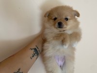 Pomeranian Boo 50 Günlük