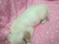 2 Aylık Golden Retriever