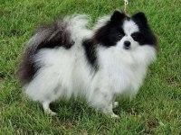 Panda Model Güzellik Abidesi Dişi Pomeranian