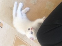 safkan erkek yavru kedim