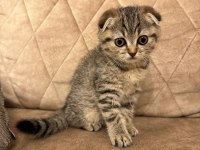 Scottish fold kedimize yuva arıyoruz