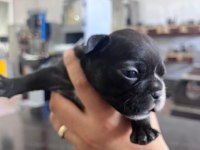 4 erkek ve 1 dişi french bulldog
