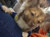 Şivava köpeğimizi çiftleştirmek