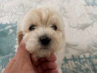 Orjinal Maltese Terrier Yavrularımız