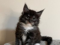 Xxl şecereli şampiyon kan hattı black maine coon