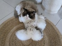 Ayrıcalıklı Olmak İsteyenlere Ragdoll Yavrular